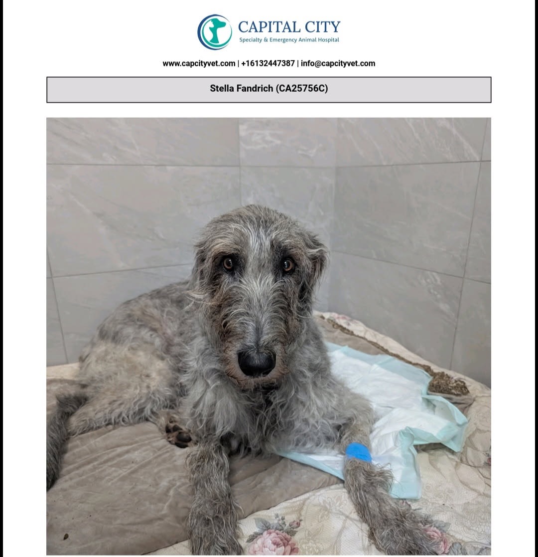 Helping Stella heal after her emergency surgery. campaign photo, 2 of 8