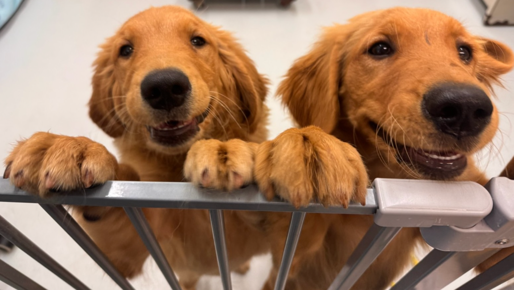Help Hospitalized Boston Shelter Puppies Beat Parvovirus photo