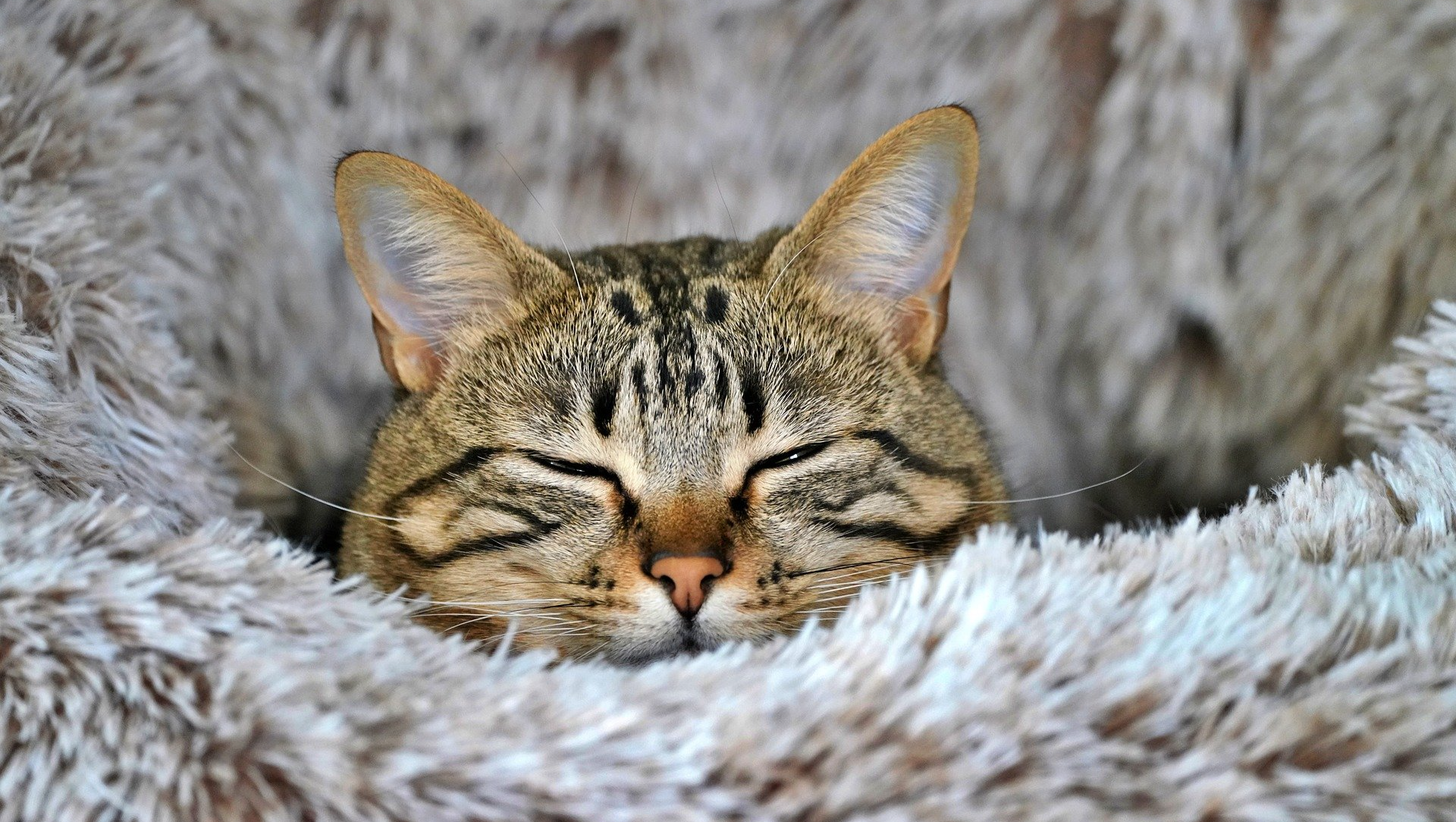 Ayuda urgente para gatos rescatados y enfermos photo