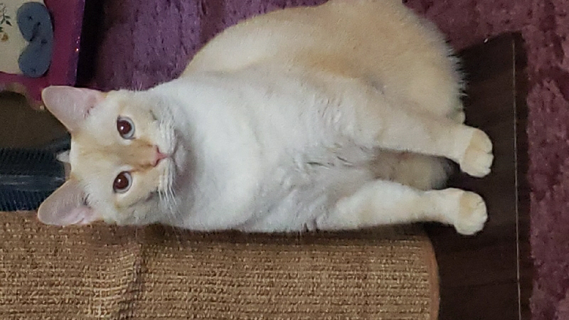 Help my cats with food, litter & vet care photo