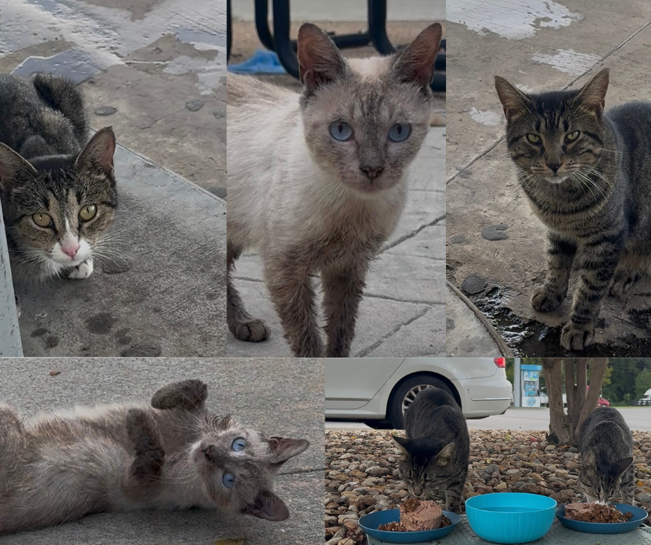 User-uploaded image 1