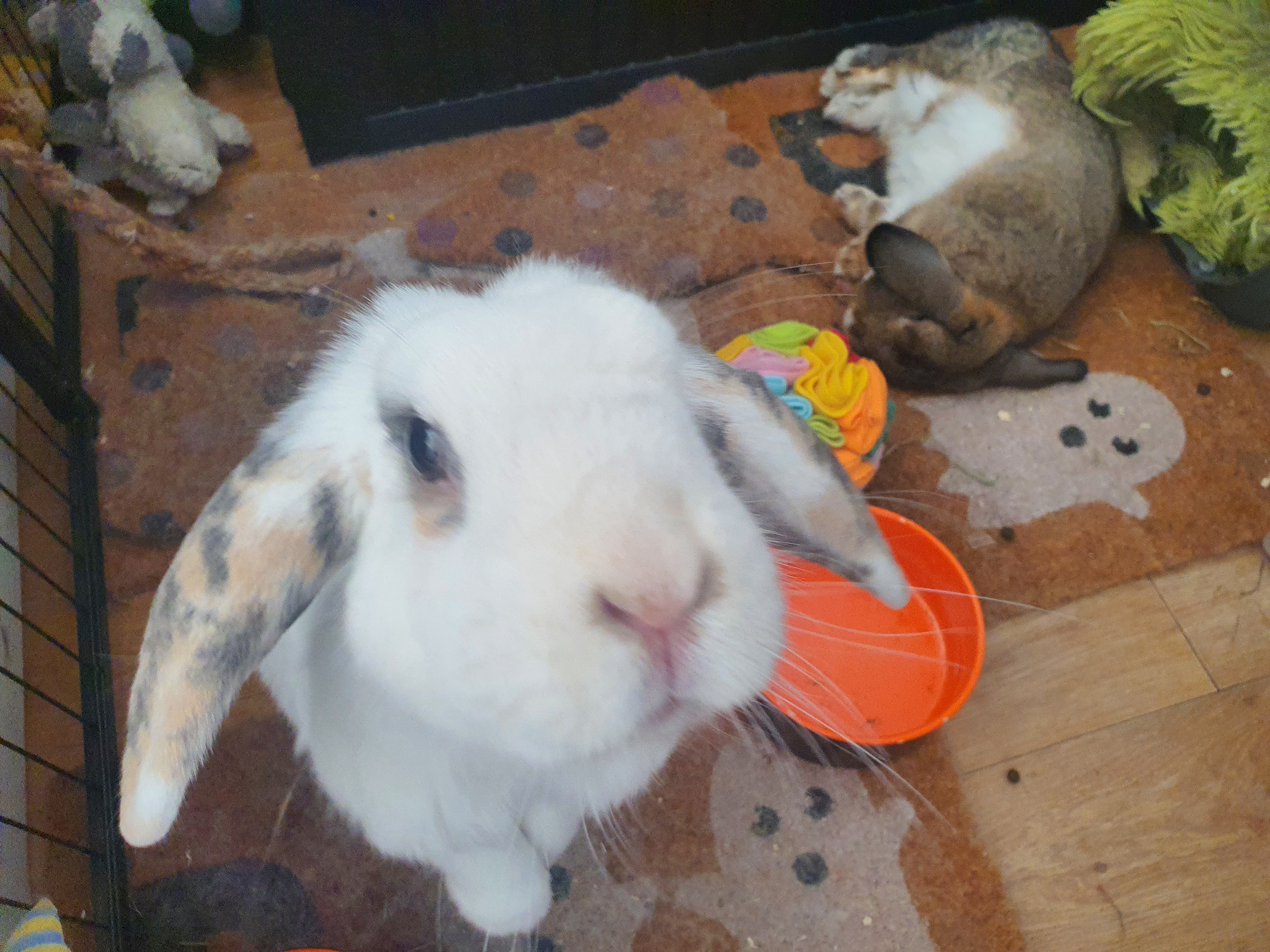 User-uploaded image 1