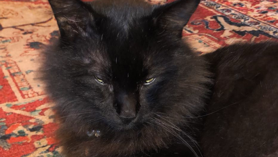HELP ME GET MY CAT BACK! photo