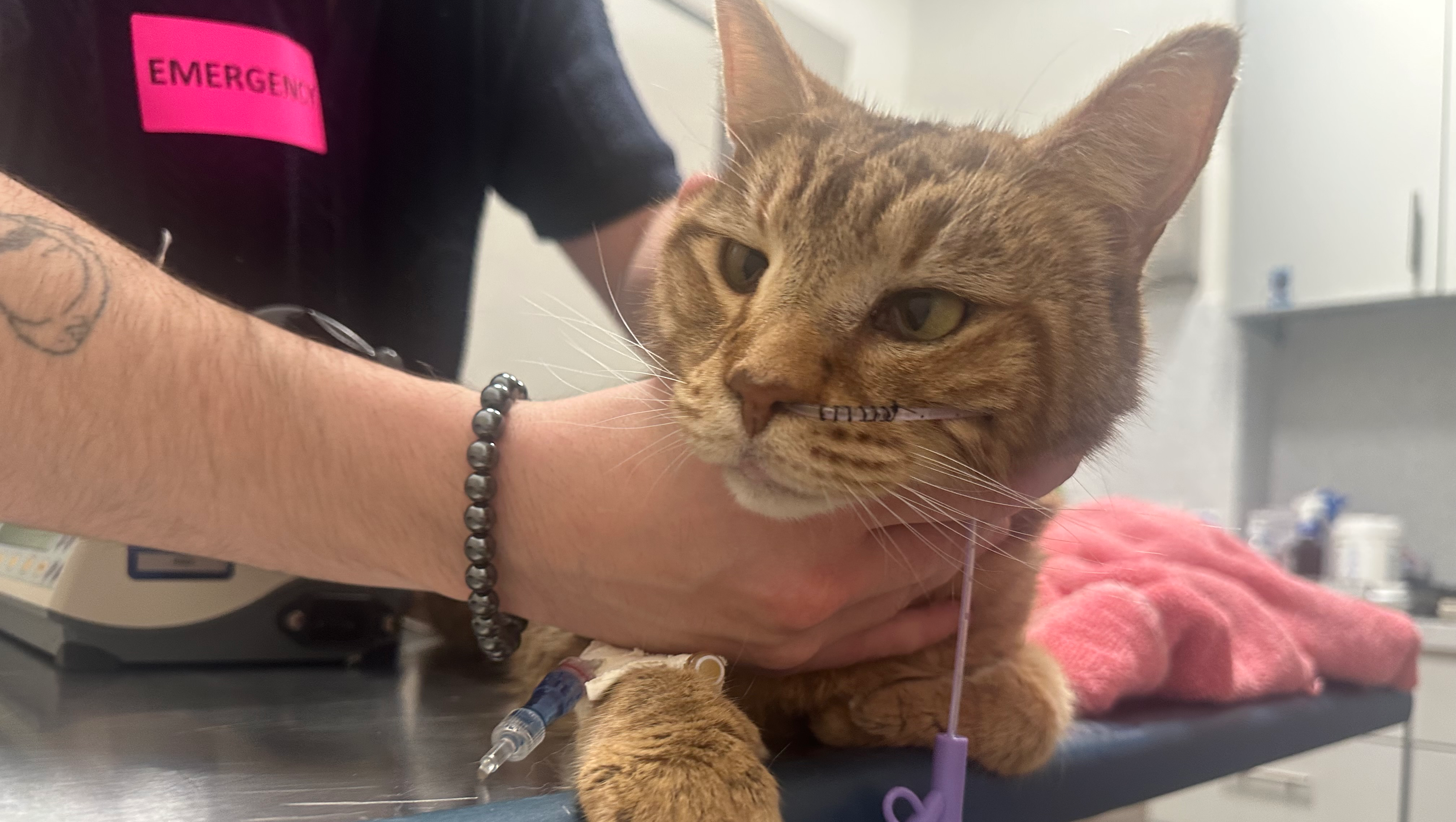 Support Prudence's Life-Saving Surgery