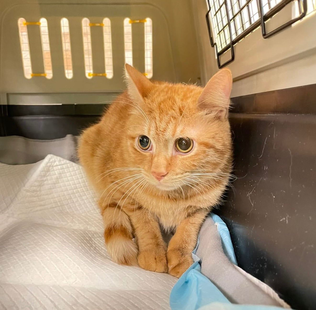 User-uploaded image 1