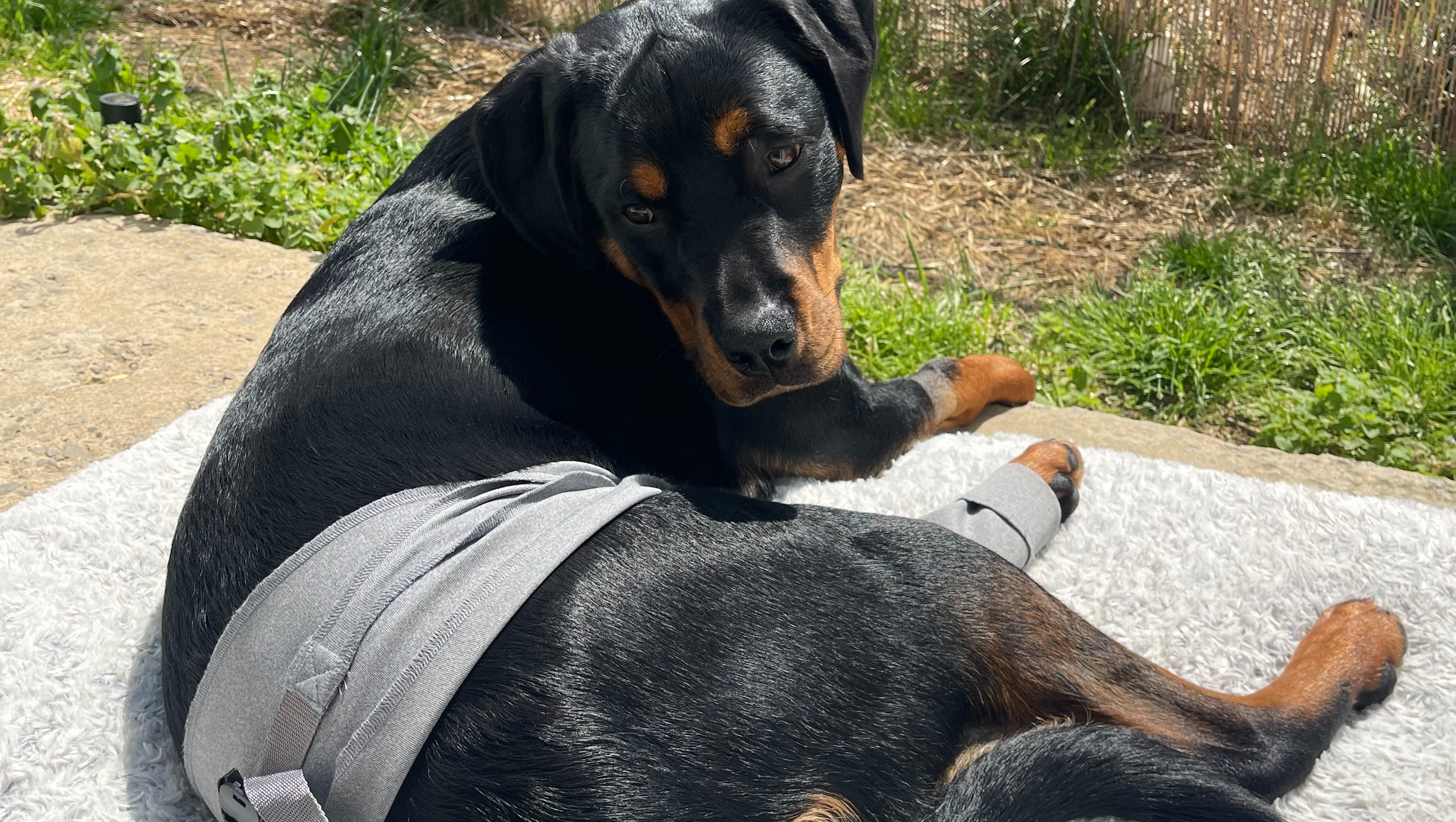 Help Mia Walk Again: Support Her Surgery photo