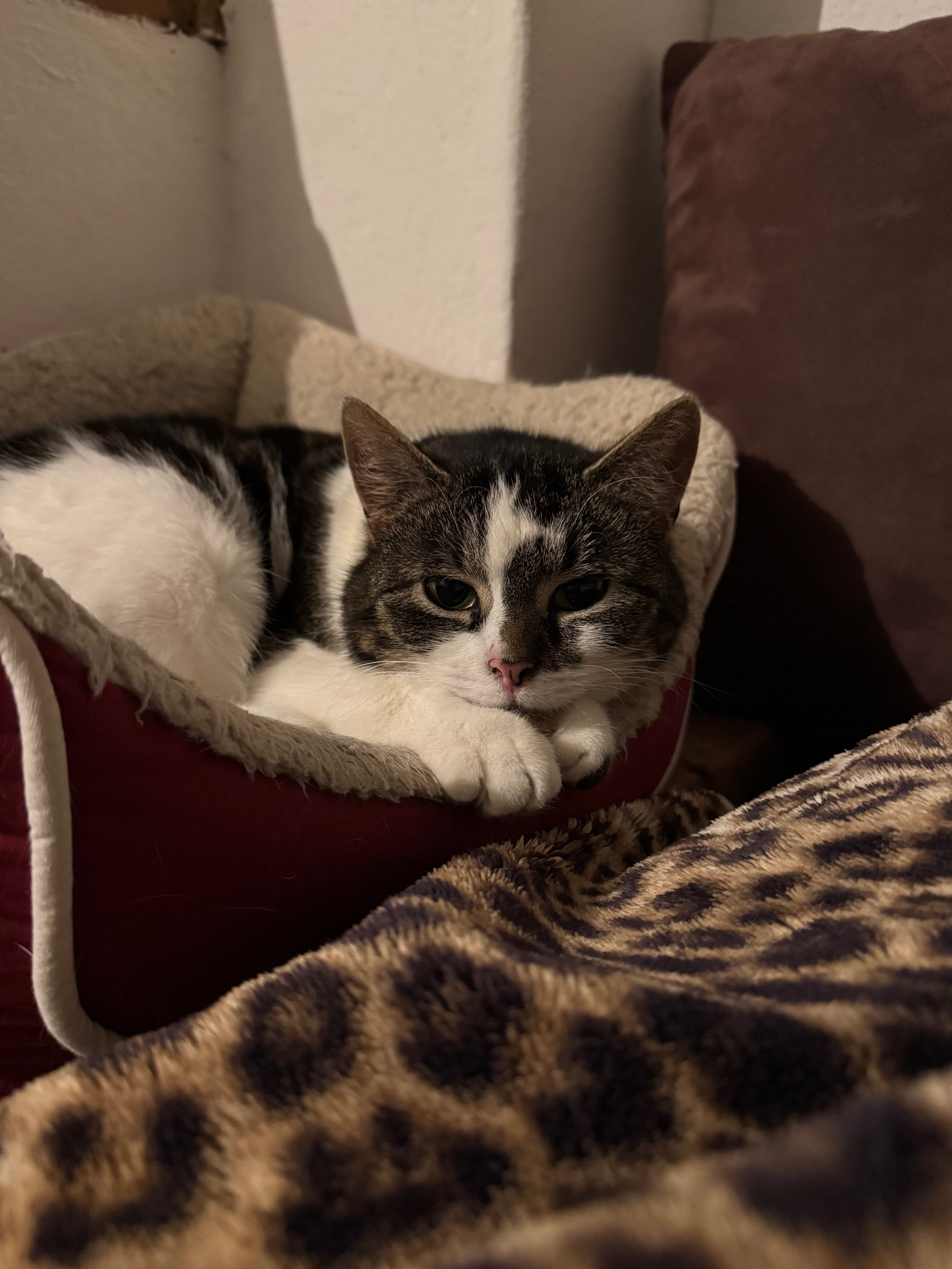 User-uploaded image 1