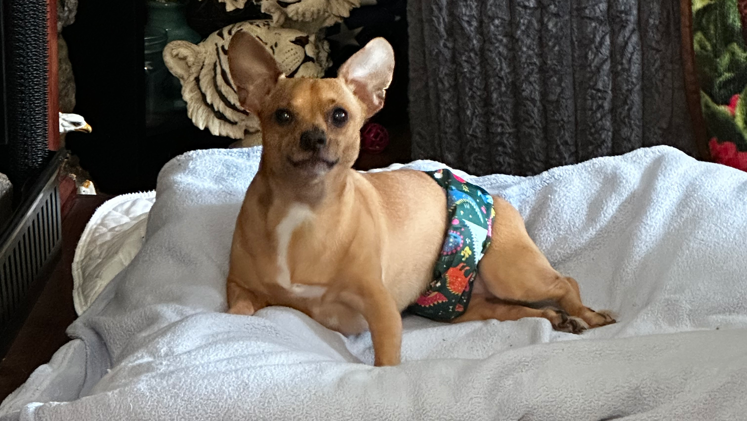 Help Brutus Walk Again: Support His Surgery photo