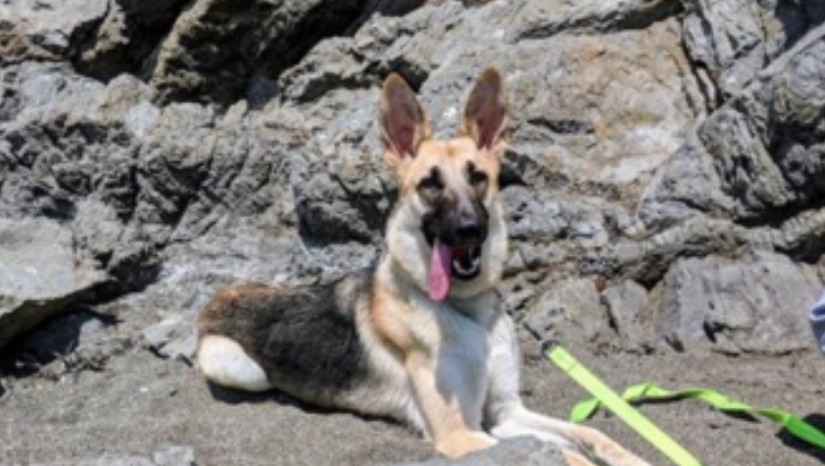 Help Bella Run Again: Support Her Surgery photo