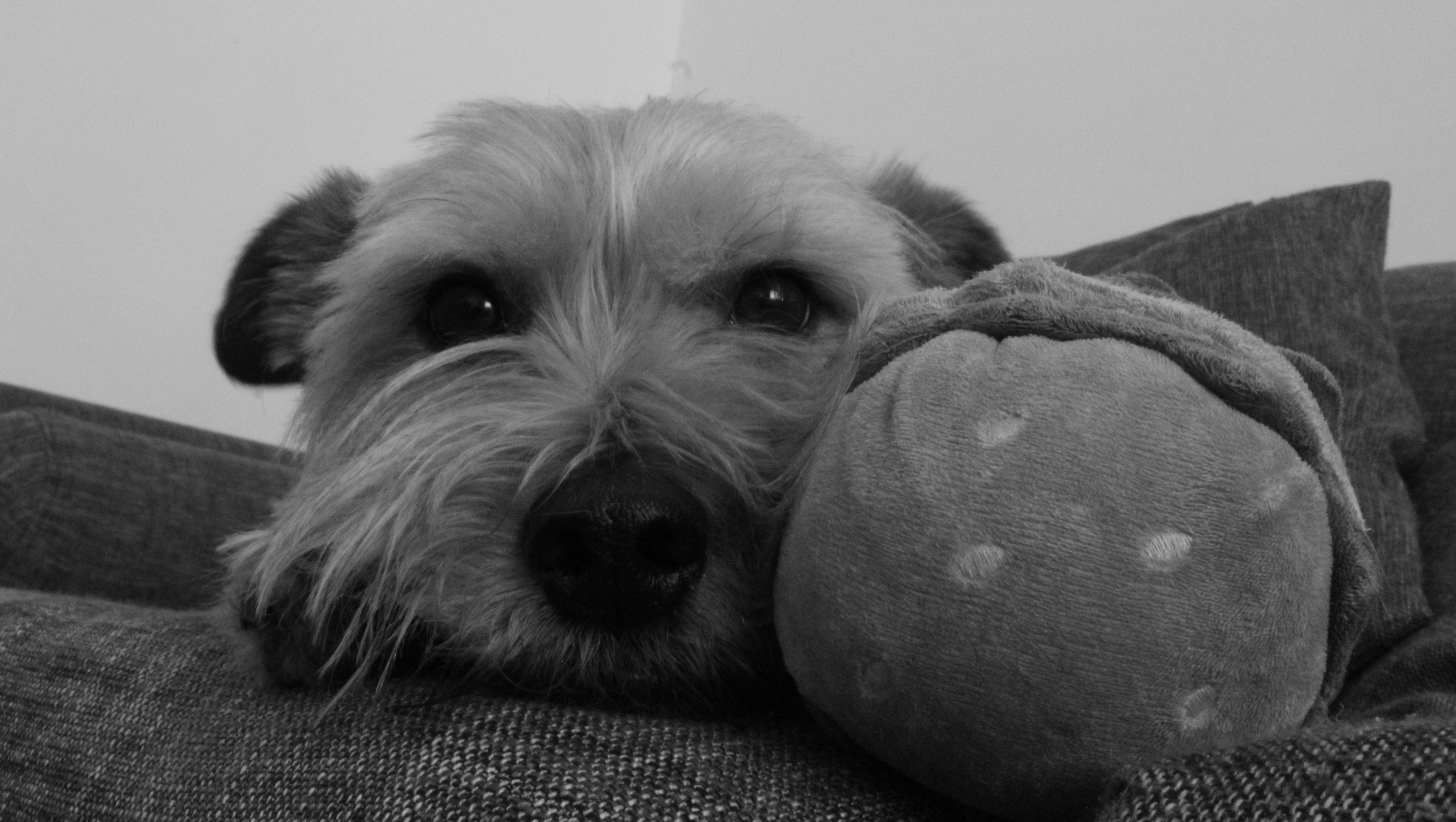 Ayuda para operar a Baloo photo