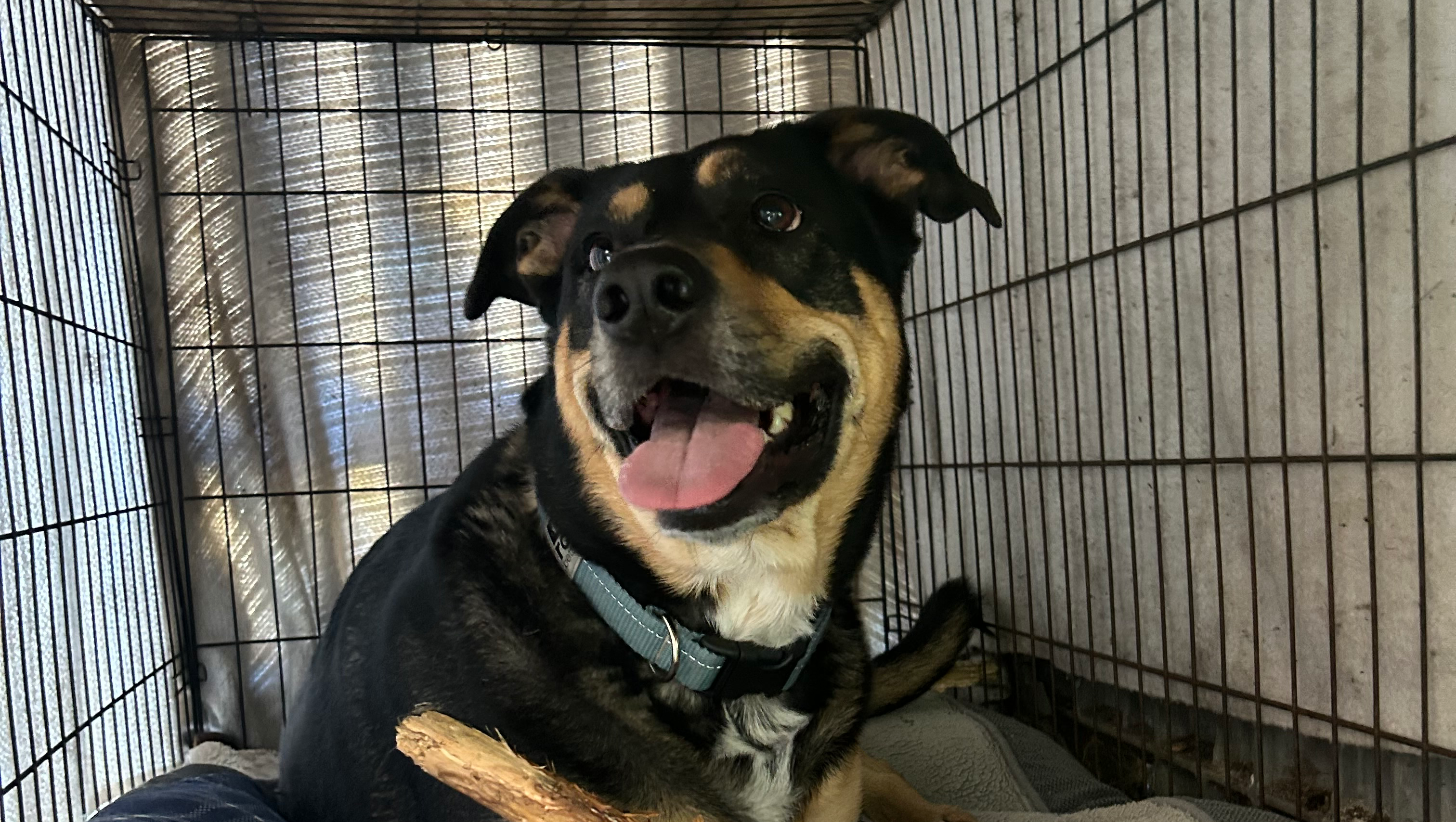 Fundraiser by Jason Dunn : Support Our Dog's ACL Surgery and Recovery