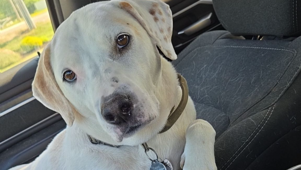 Support Spot's Urgent Surgery Needs photo