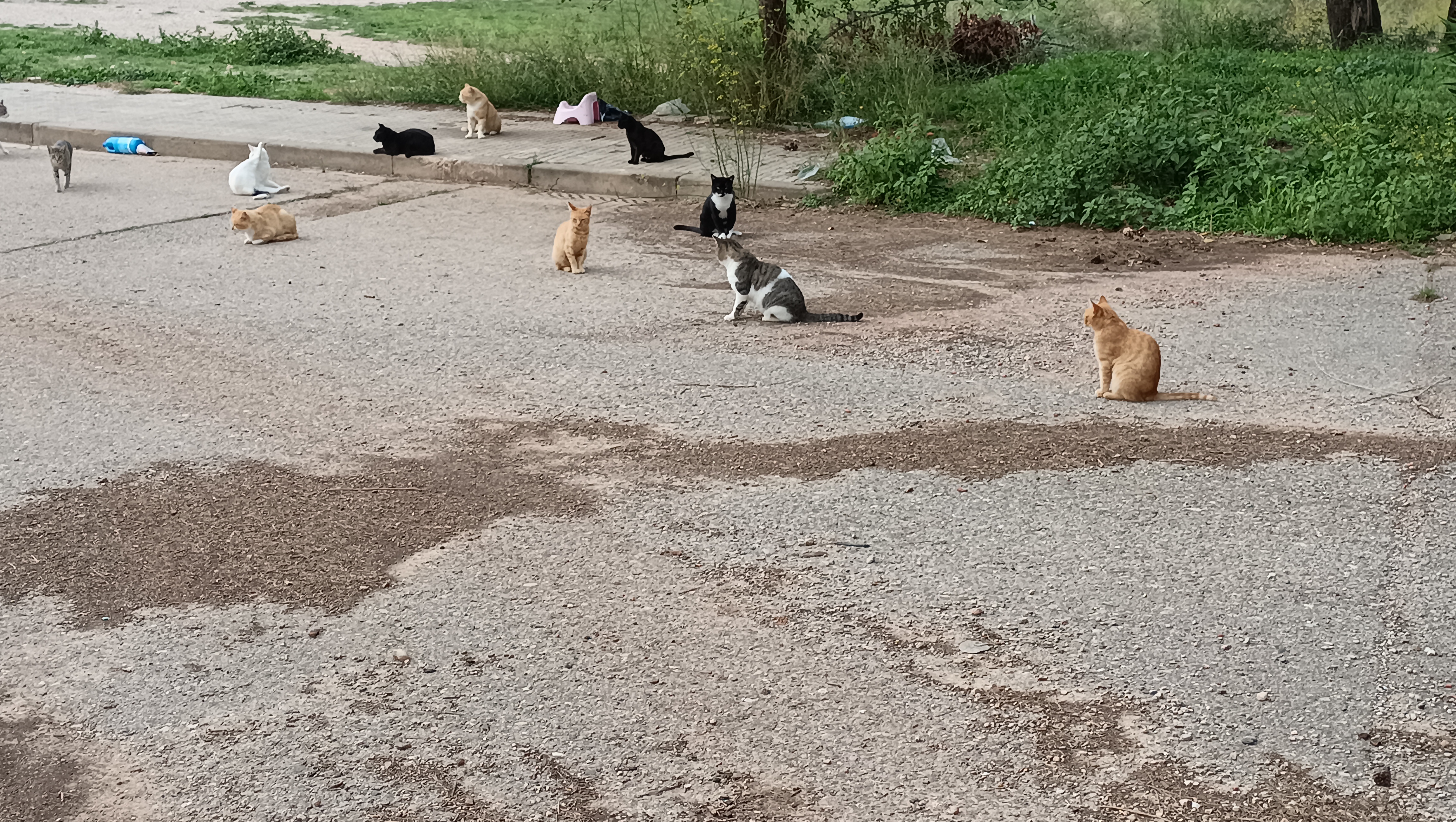 Help the cats on our colonies