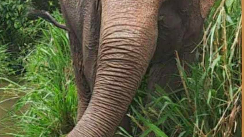 Karan Elephant Connections, Inc pinned link photo