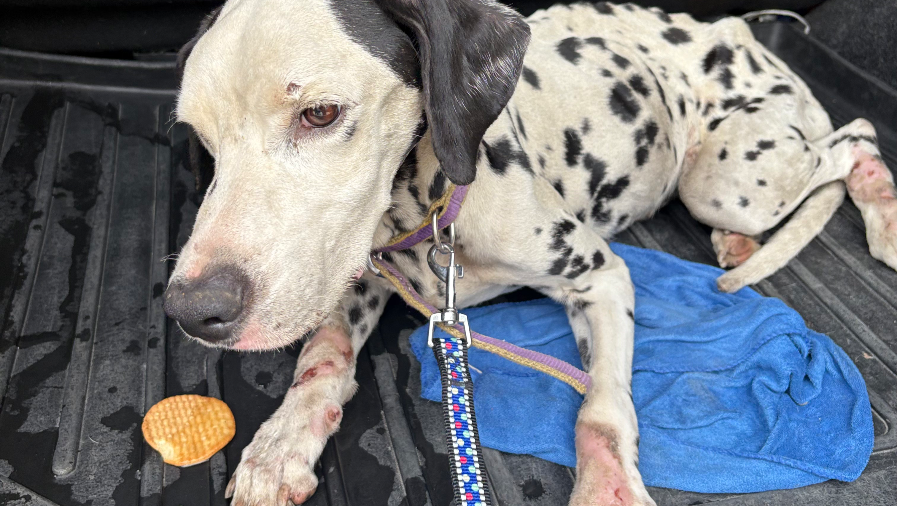 Molly and hundreds of other abused, starved, tortured dogs photo