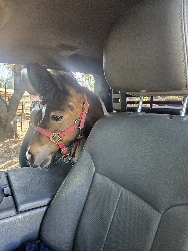 Save Miracle: Urgent Colic Surgery Fund campaign photo, 5 of 6