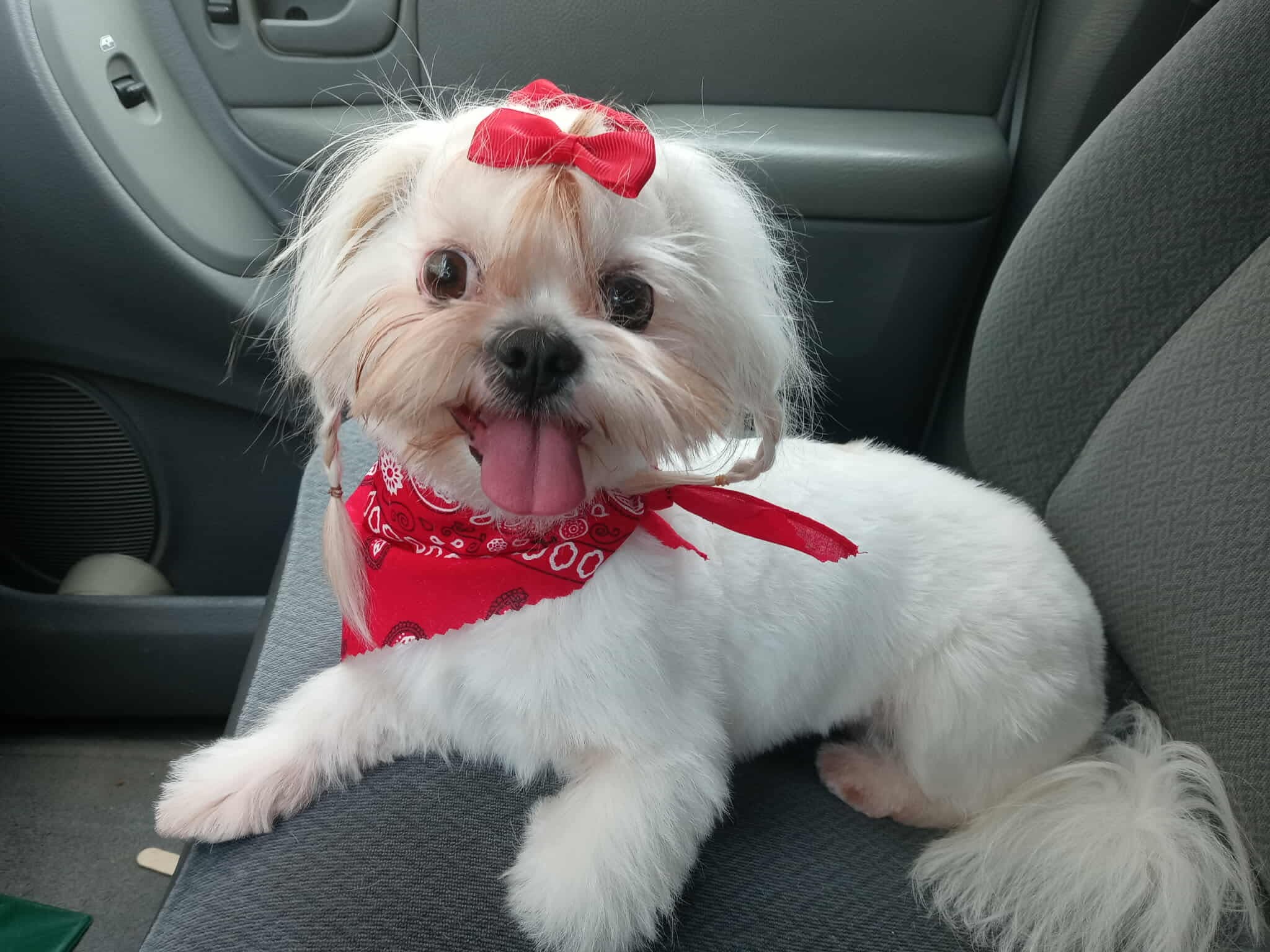 Help Bring Minnie Home campaign photo, 4 of 5