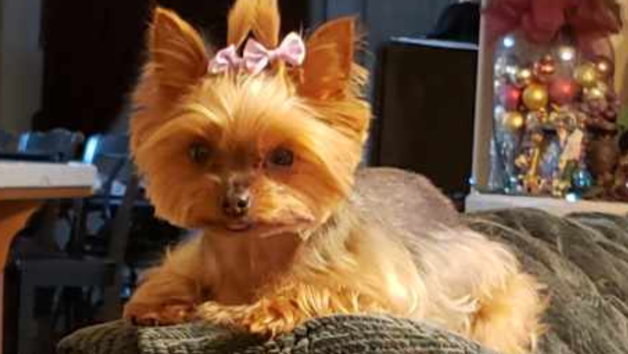 Help with a new Fur Baby to help ease my sadness photo