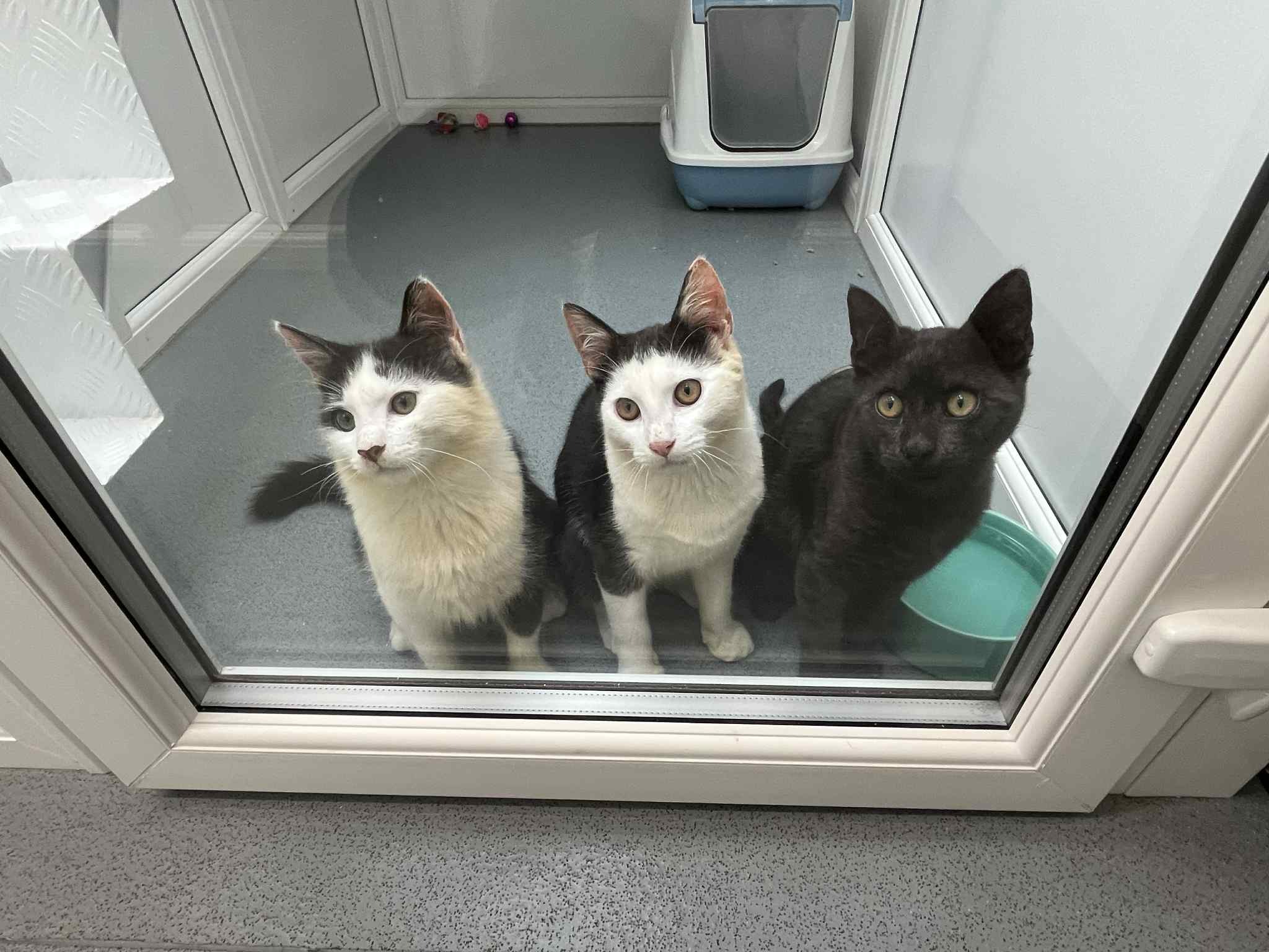 User-uploaded image 1