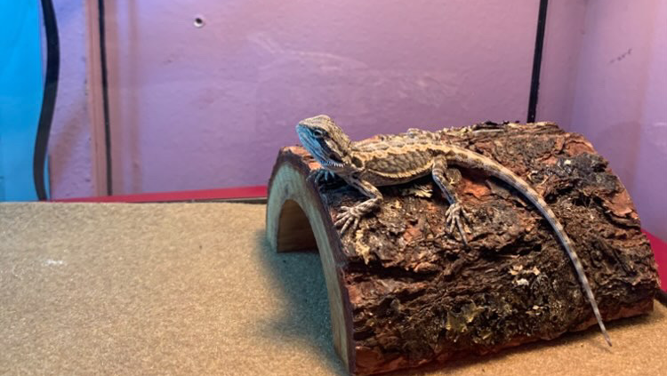 Help me cremate my lizard baby :( photo