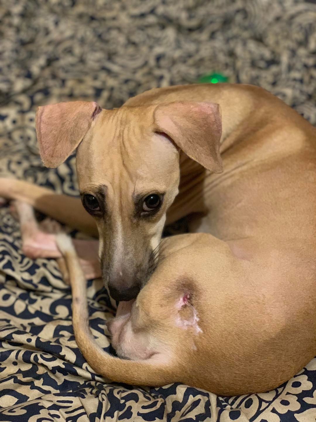 Support Our Home Sanctuary for 70 Plus Dogs & Cats campaign photo, 7 of 8