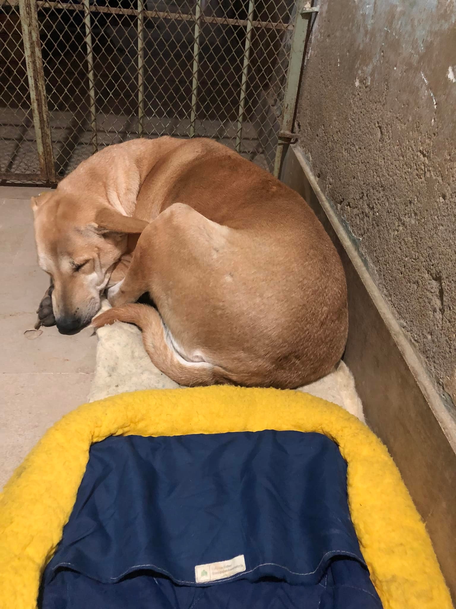 Support Our Home Sanctuary for 70 Plus Dogs & Cats campaign photo, 4 of 8