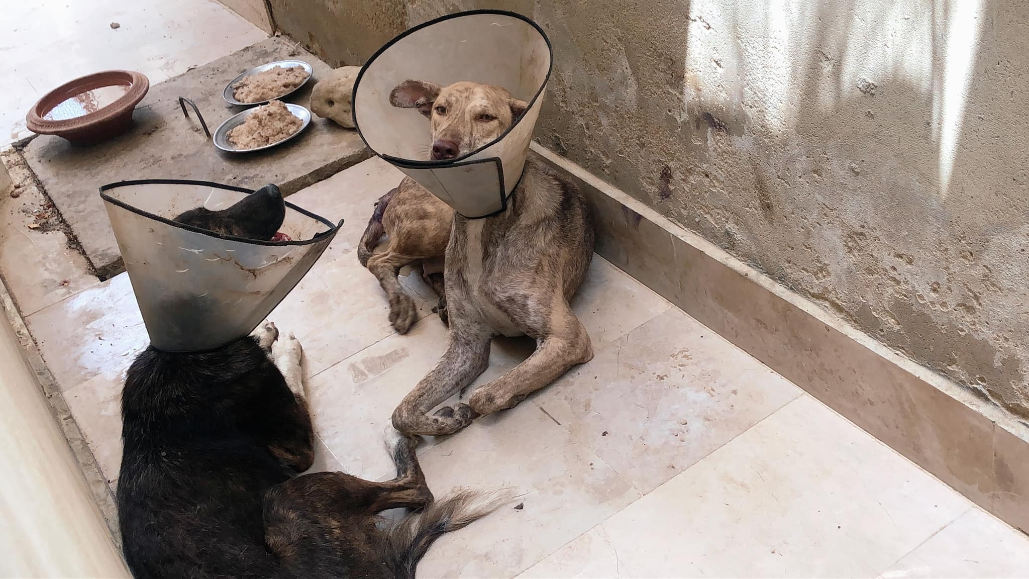 Support Our Home Sanctuary for 70 Plus Dogs & Cats campaign photo, 5 of 8