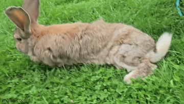 Help Misfit Get Urgent Vet Care photo