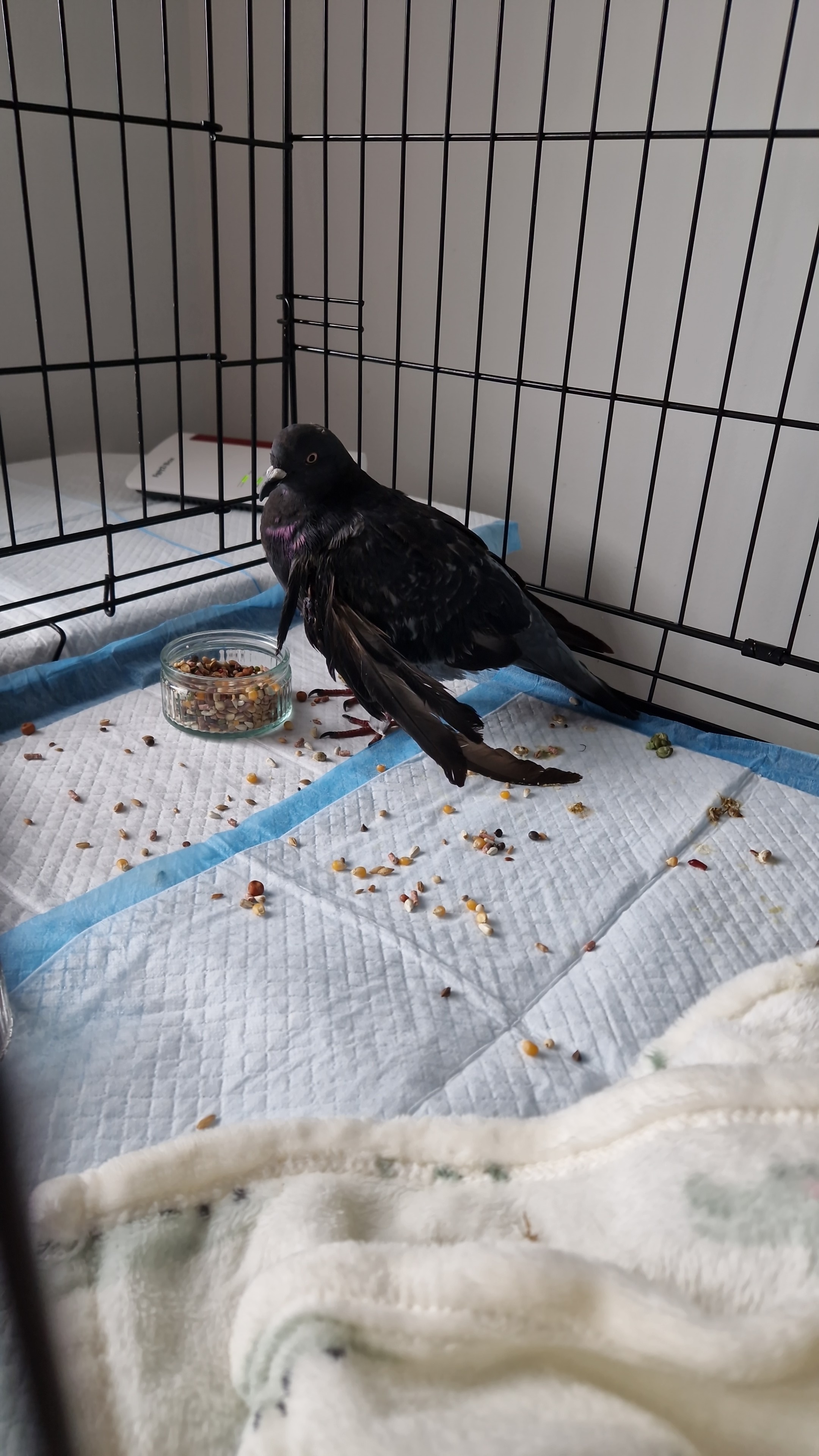 User-uploaded image 1