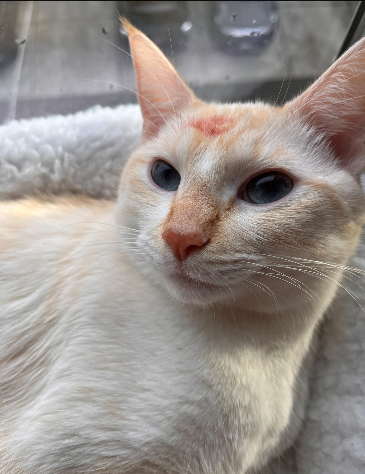 emergency vet funds for gouda campaign photo, 2 of 6