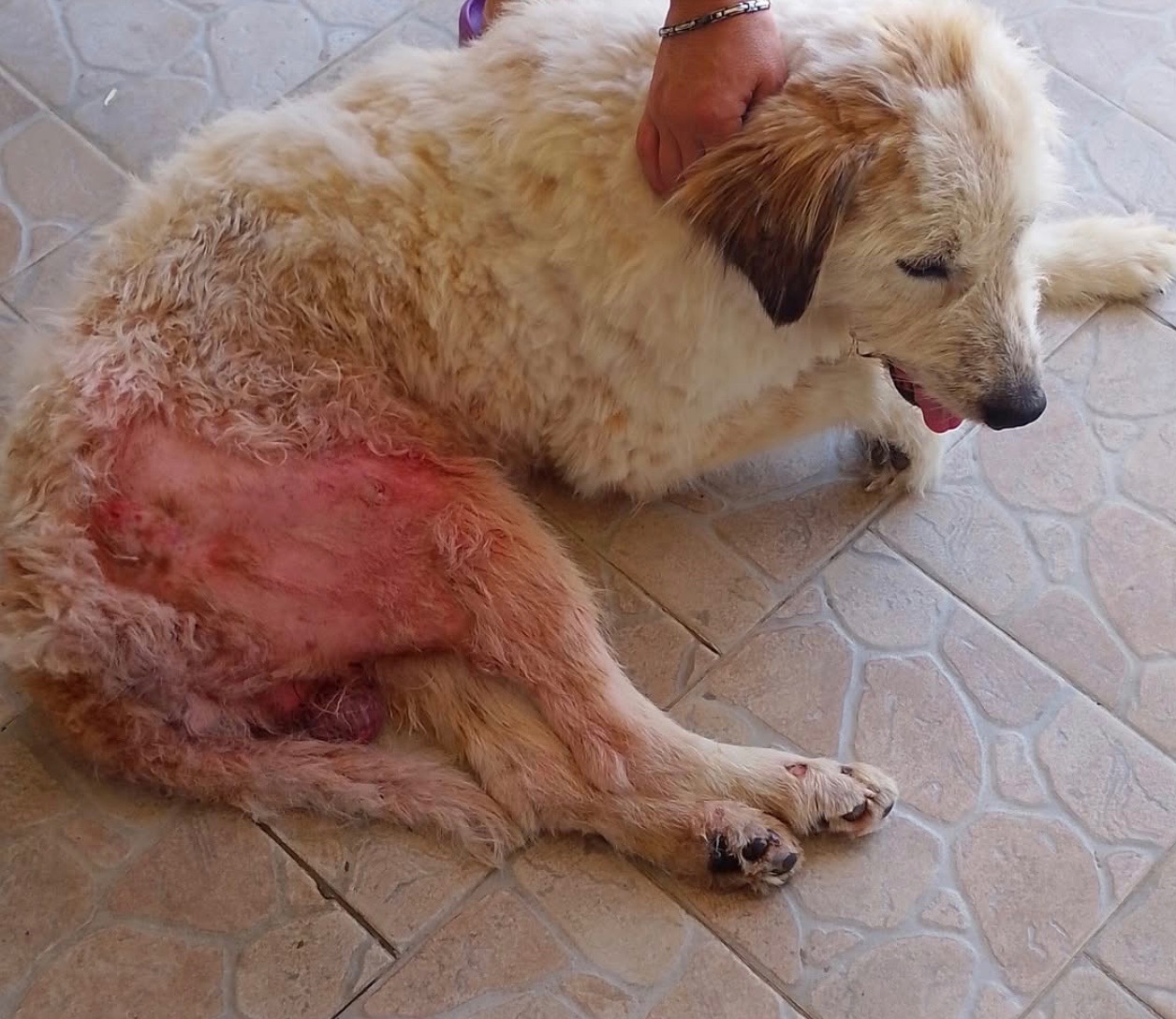 Immagine caricata dall'utente 1