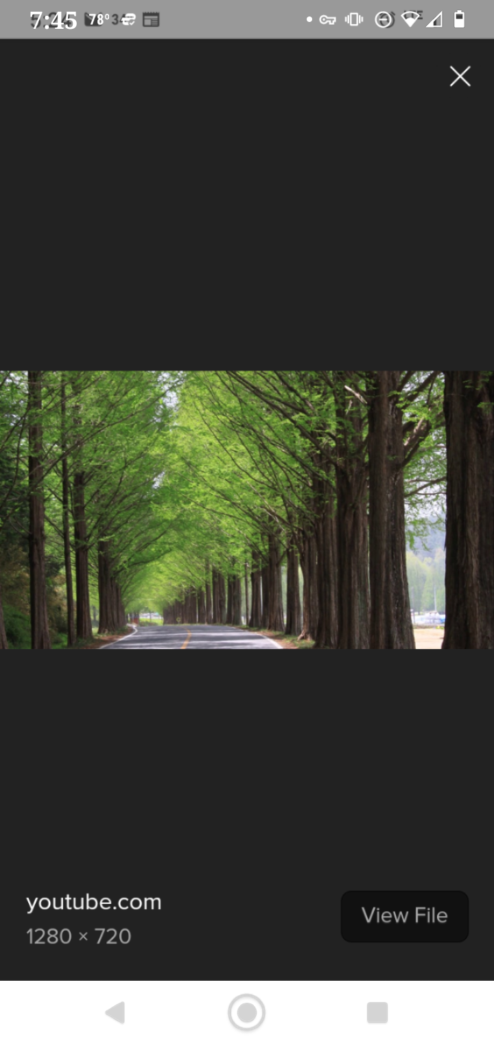 Redwoods for Oxygen... Preparing for our Lord's return campaign photo, 2 of 4