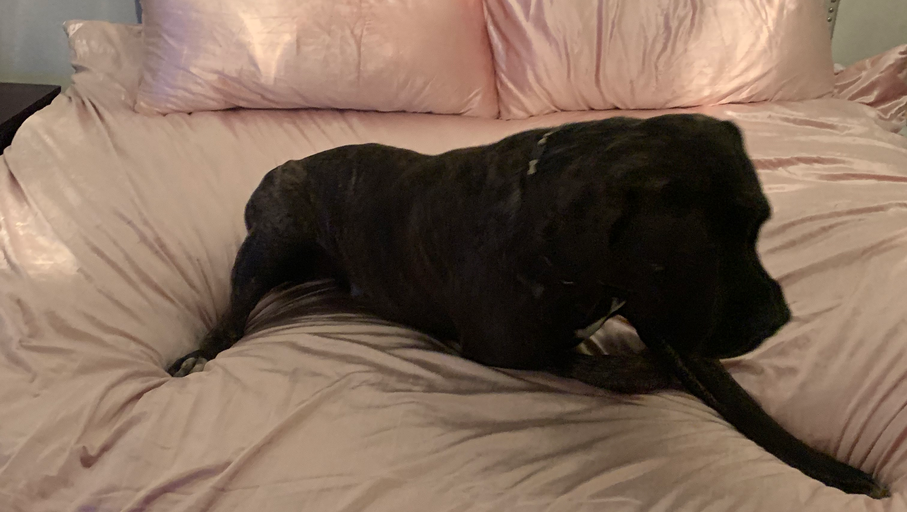 Support Laws for Paws: Evolving Dog Laws for Justice photo