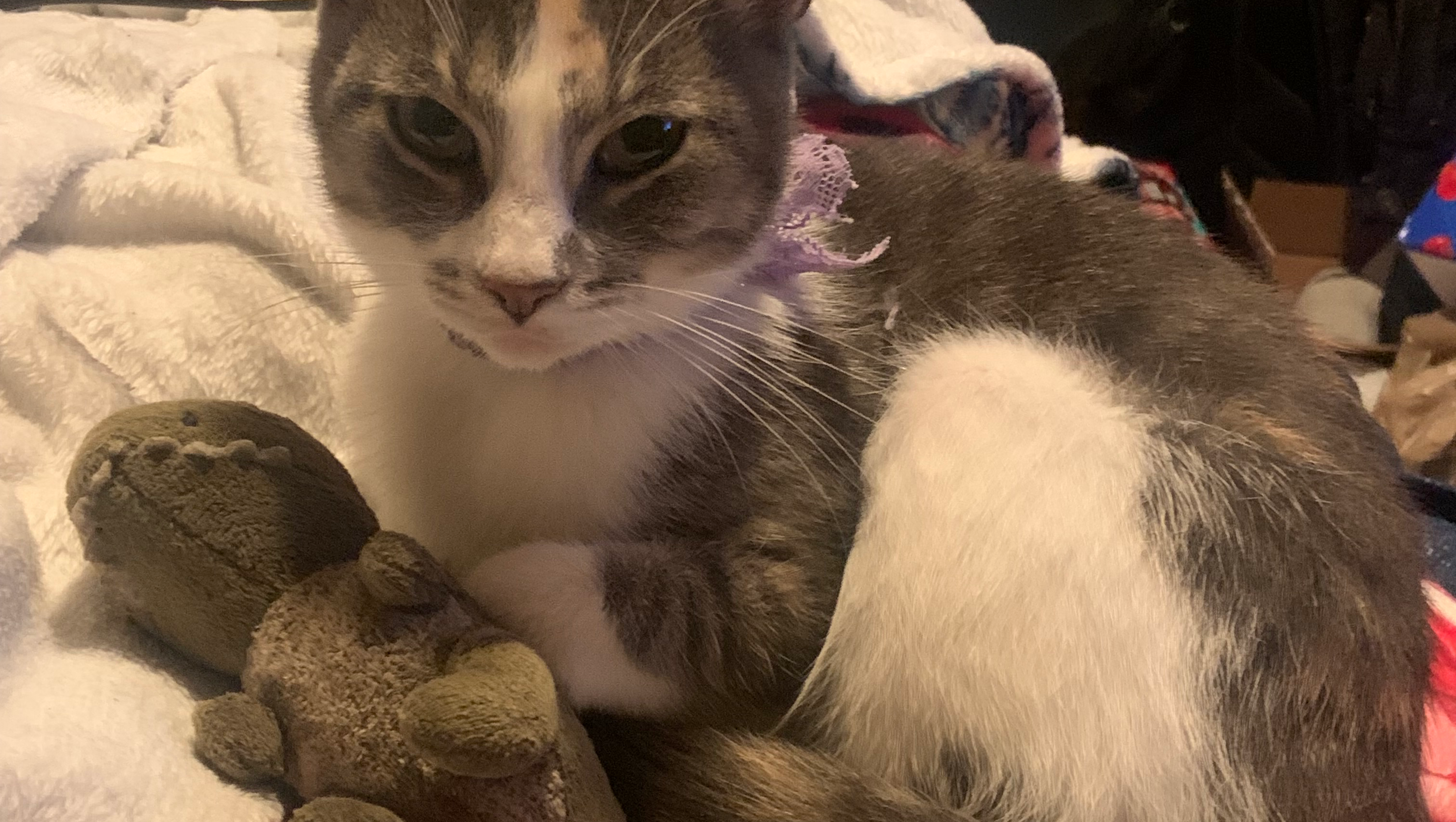 Donate to Secure a Home for Michelle and Artemis photo