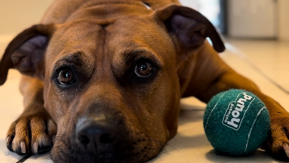 Support Wall-E's Journey from Shelter to Family photo