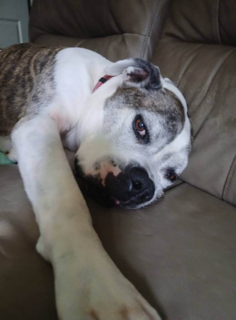 Legal Defense Fund, Help Rescue Dogs & Cats, Job Stress campaign photo, 7 of 8