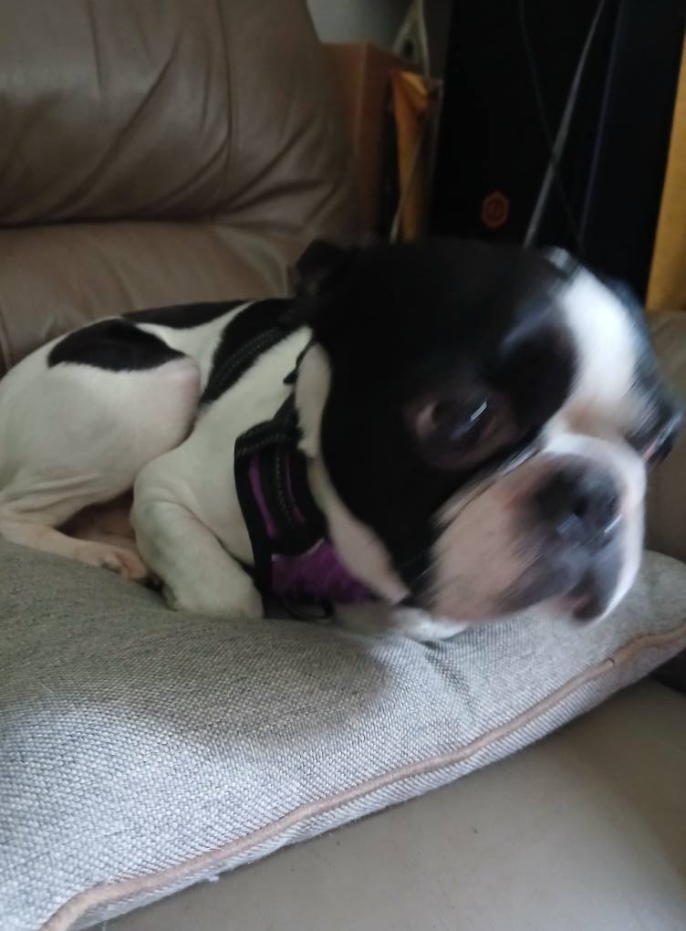 Legal Defense Fund, Help Rescue Dogs & Cats, Job Stress campaign photo, 4 of 8