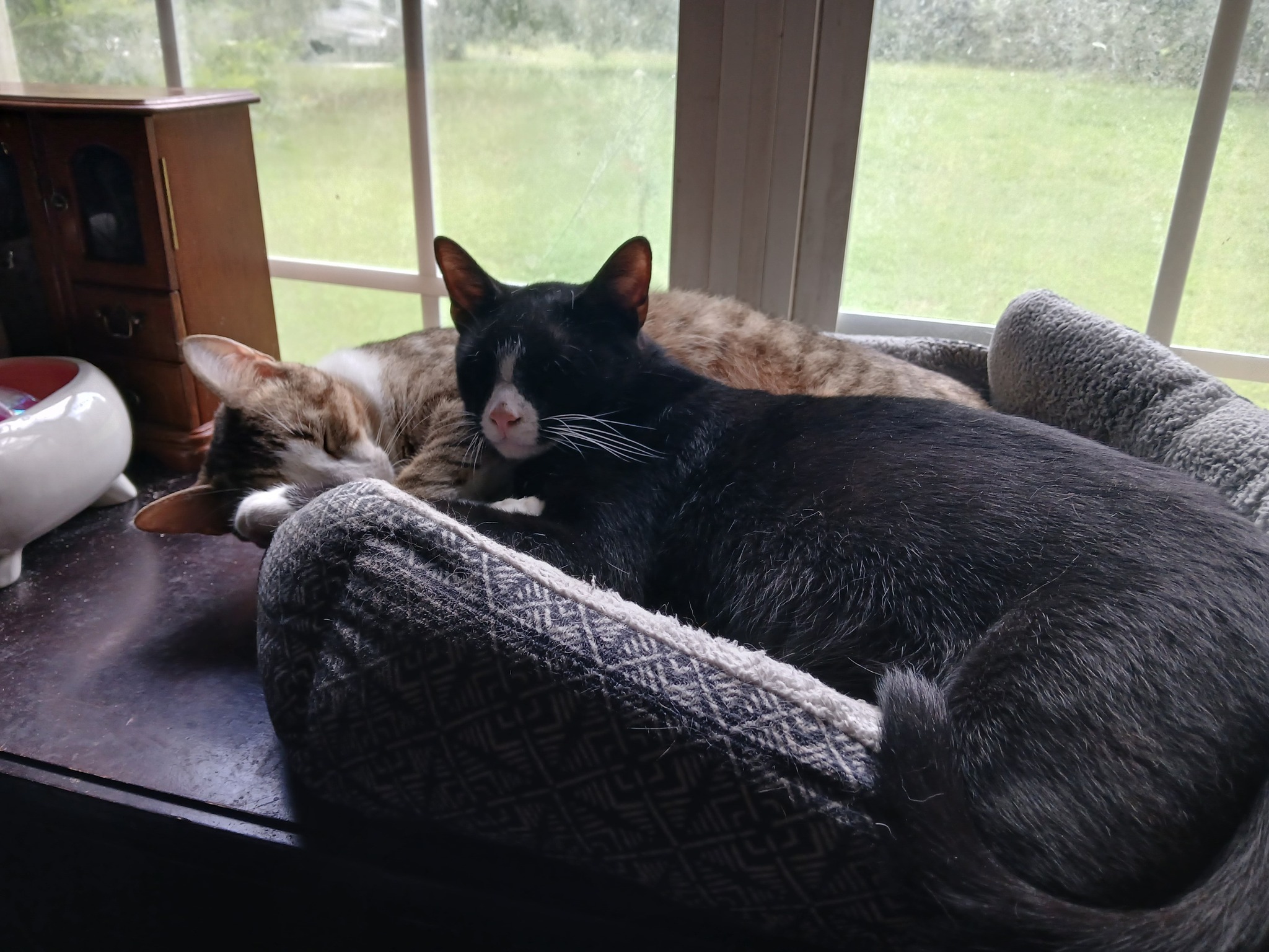 Legal Defense Fund, Help Rescue Dogs & Cats, Job Stress campaign photo, 5 of 8