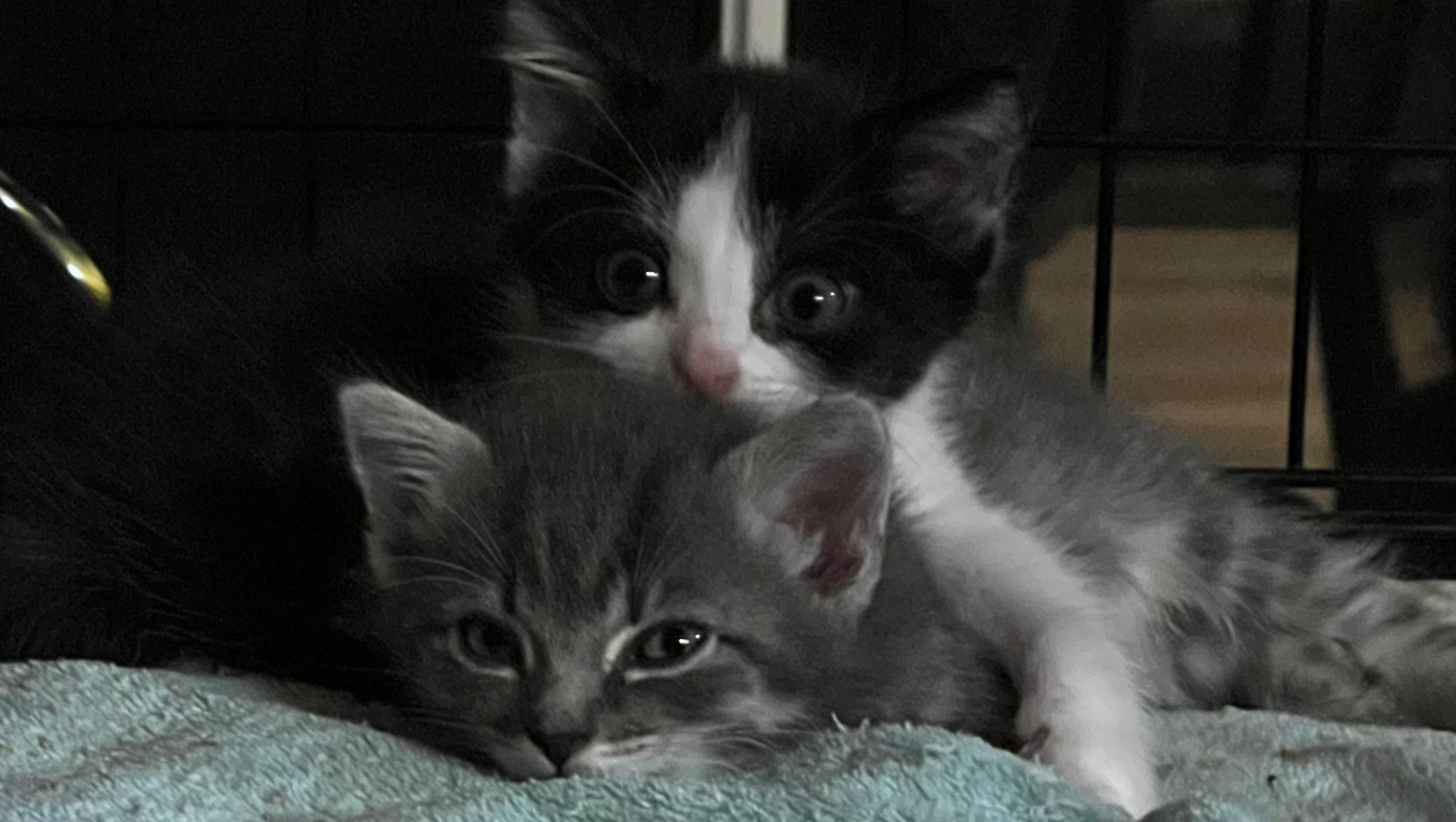 Fundraiser by Deborah Zahn : Vet Fund for Rescue Kitties