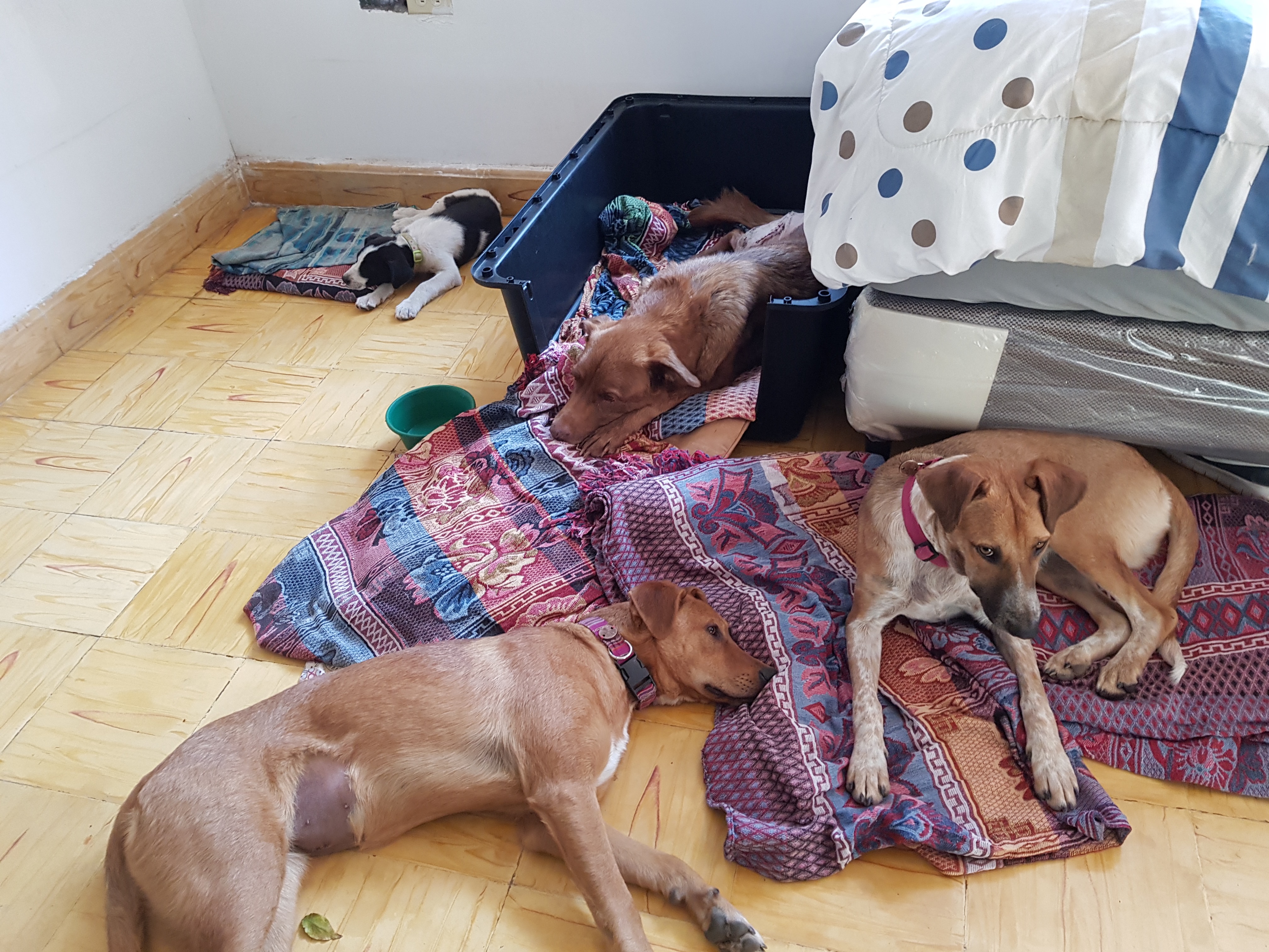 Support Mayan Dog Rescue Foundation's Education Centers campaign photo, 5 of 8