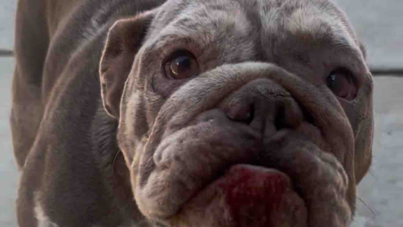 Hello, help Cleo with her surgery, thank you Please photo