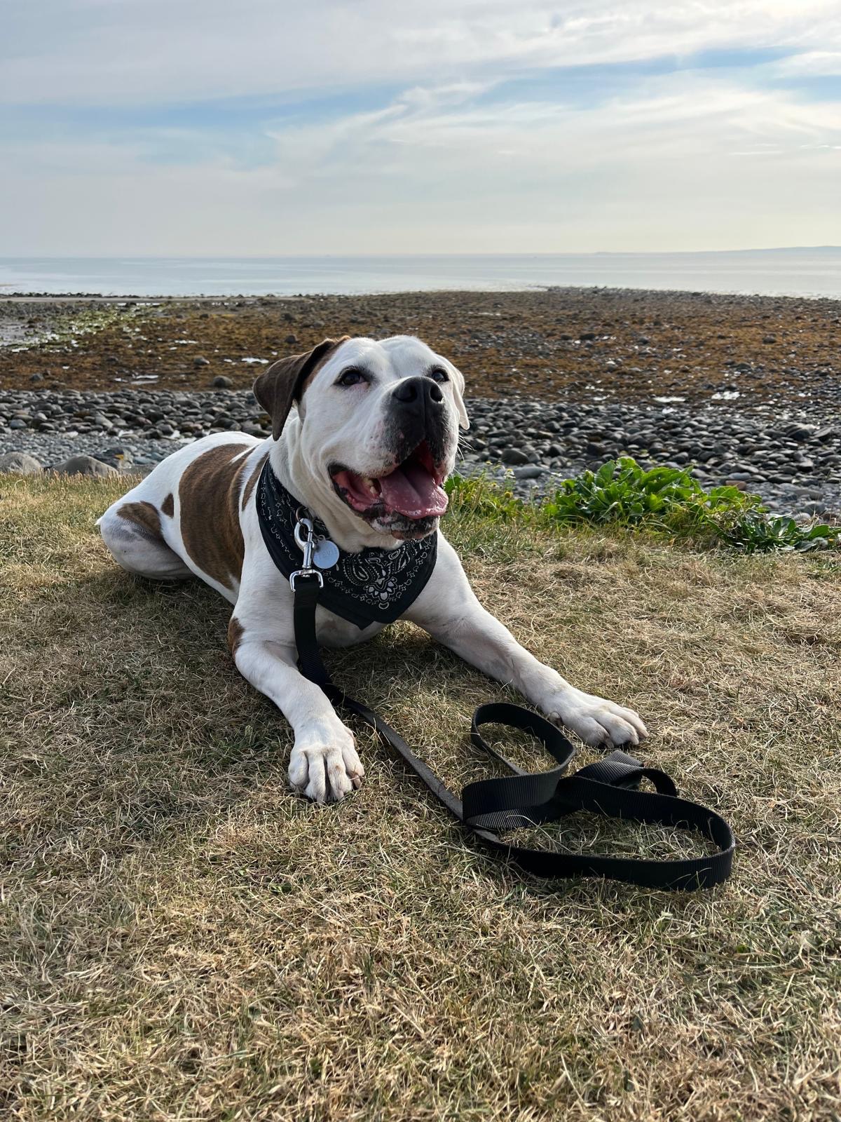Help Stevie Walk Again — Our Hero Dog Needs TPLO Surgery campaign photo, 6 of 7