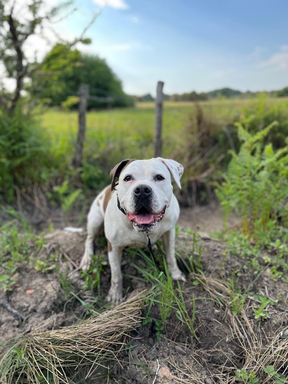 Help Stevie Walk Again — Our Hero Dog Needs TPLO Surgery campaign photo, 4 of 7