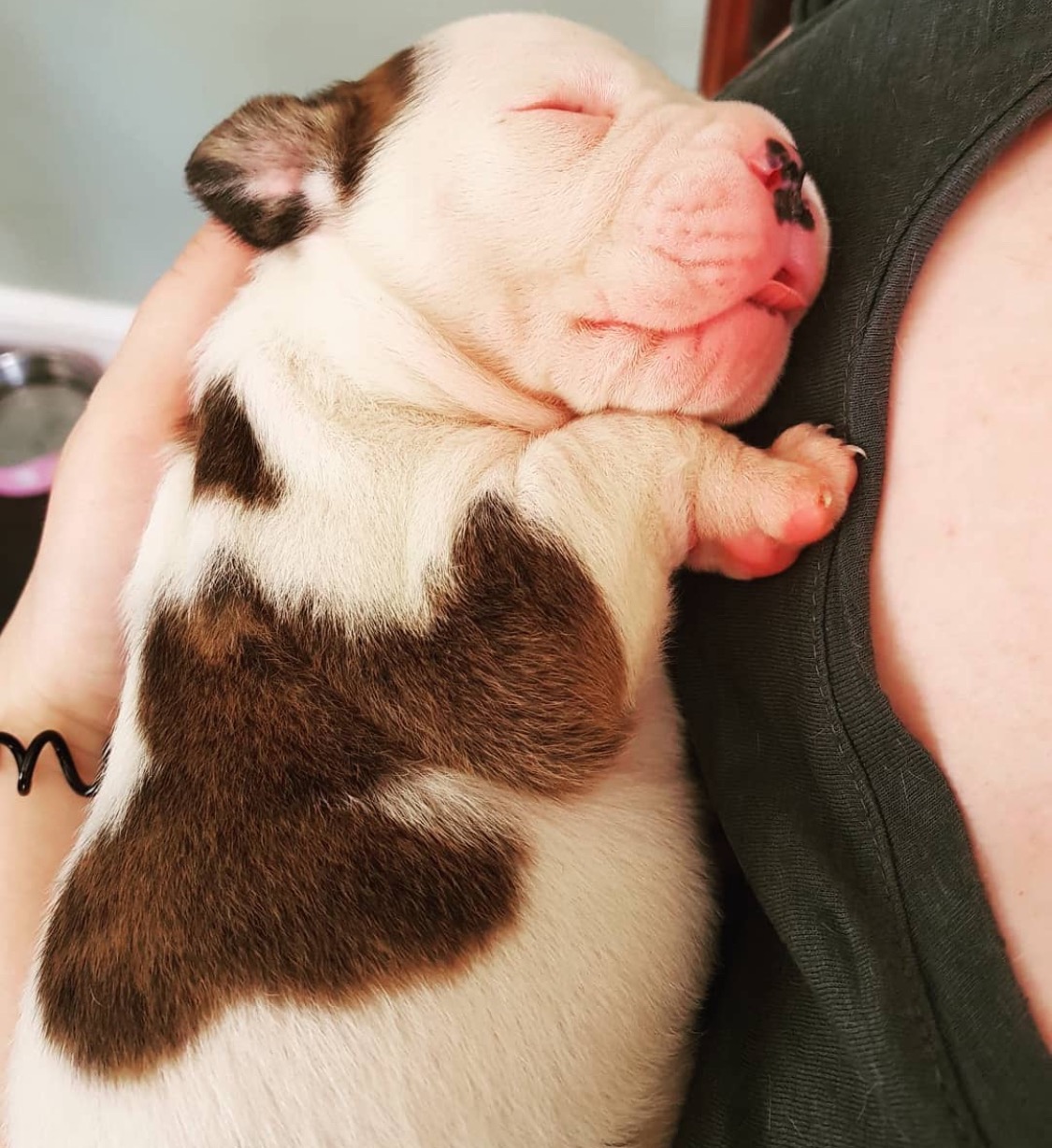 Help Stevie Walk Again — Our Hero Dog Needs TPLO Surgery campaign photo, 5 of 7