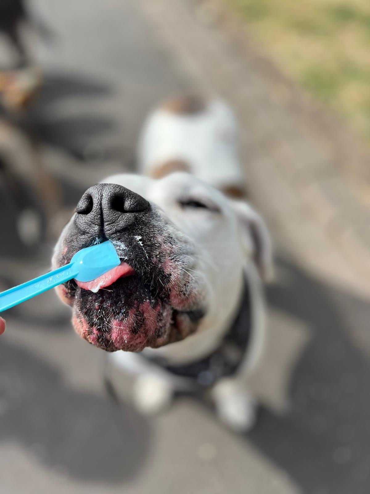 Help Stevie Walk Again — Our Hero Dog Needs TPLO Surgery campaign photo, 2 of 7