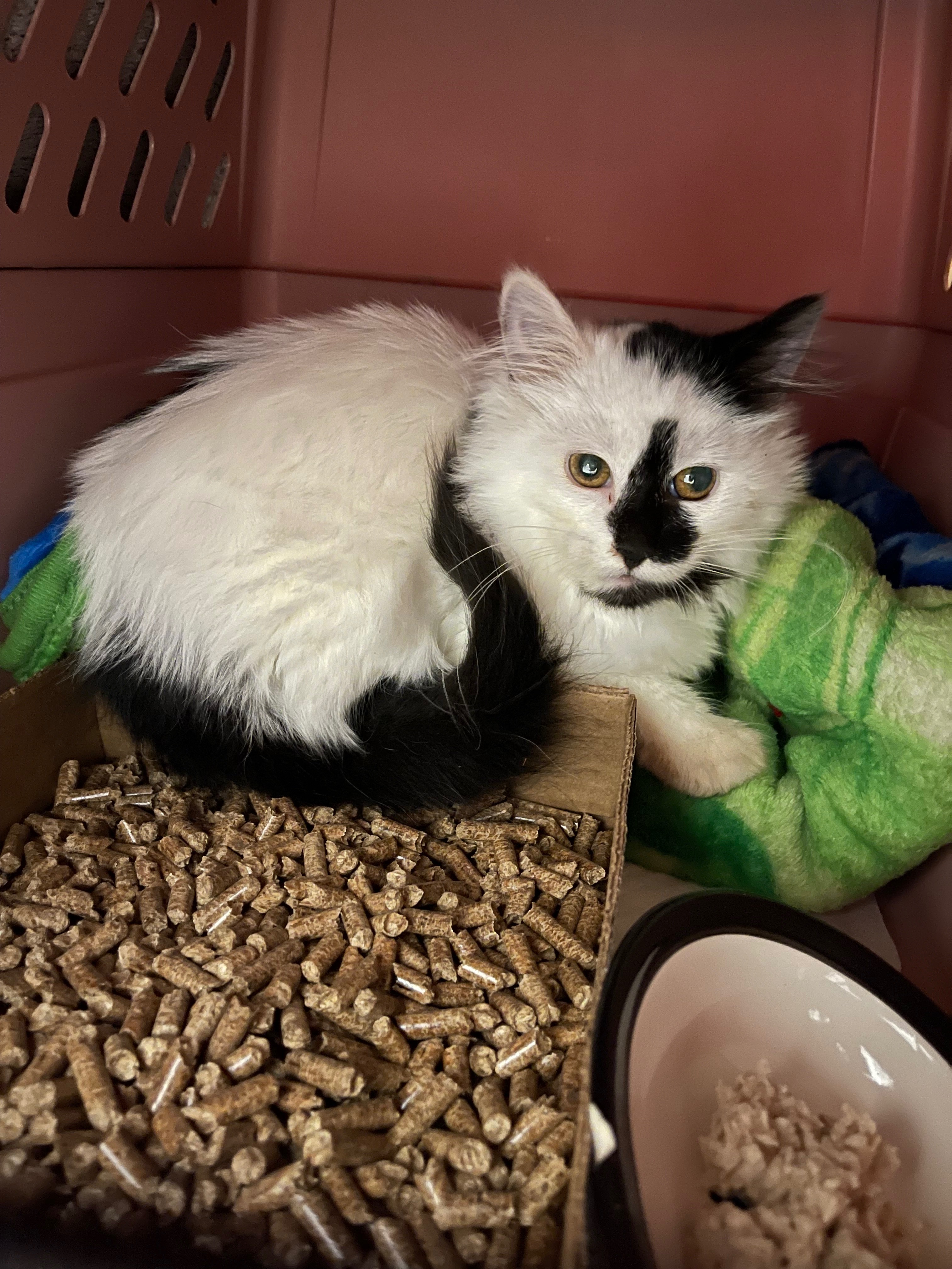 User-uploaded image 1