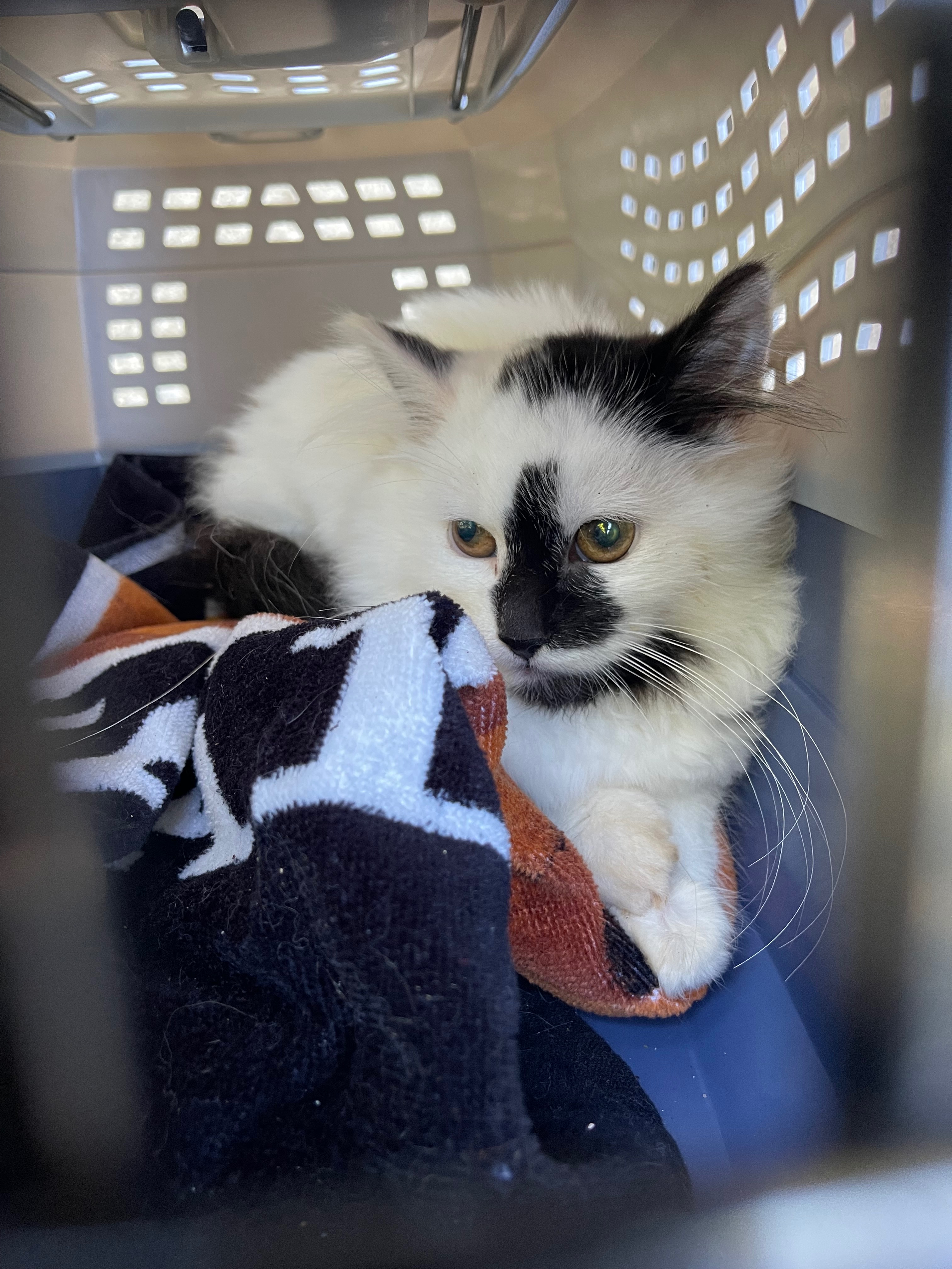 User-uploaded image 2