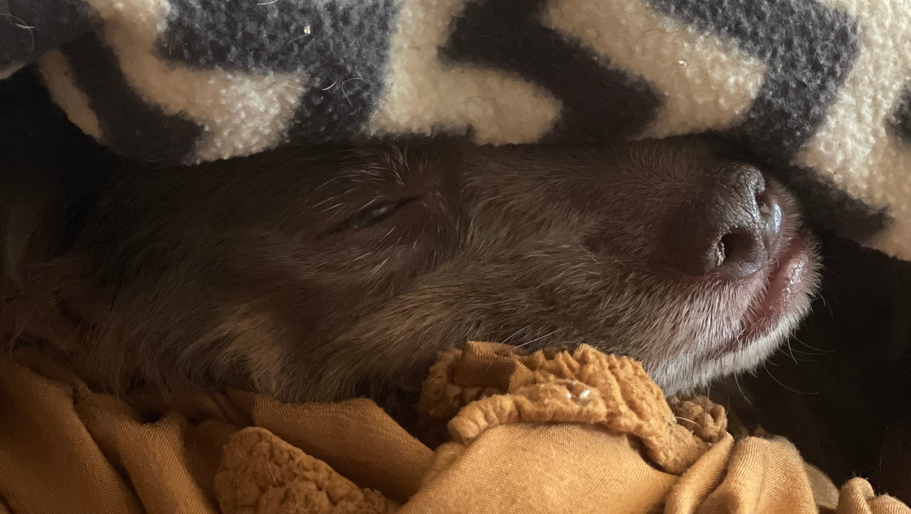 Hope for Our Sweet Maeve photo