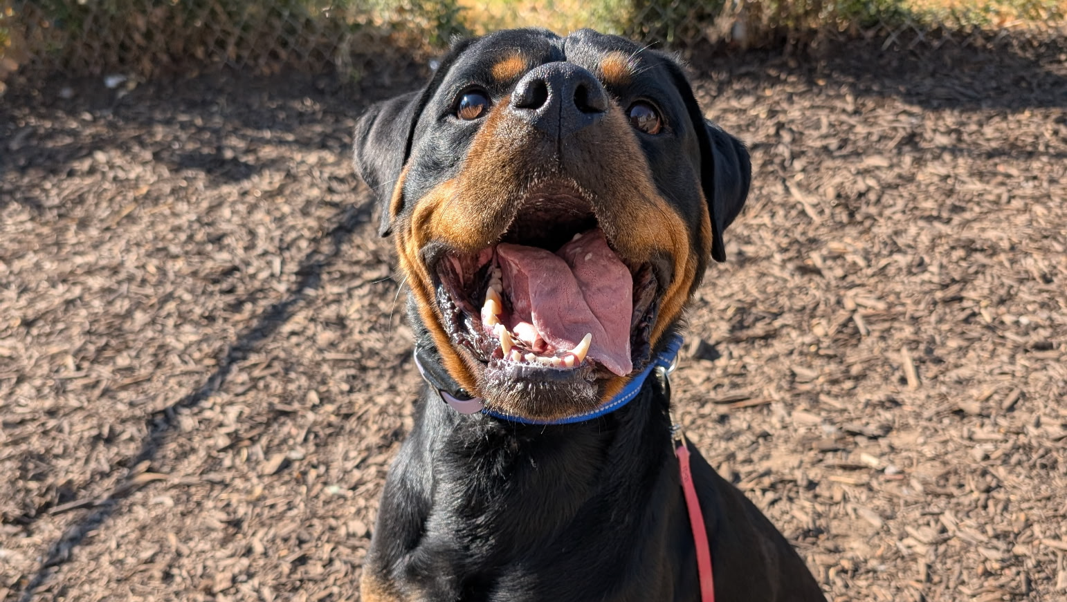 Donate to Save Six Dogs in Need