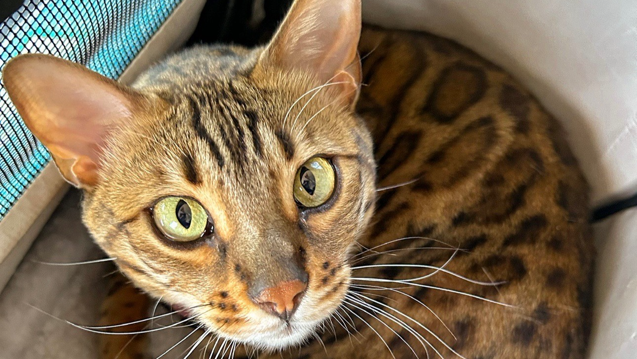 Support Willow's Urgent Surgery and Recovery